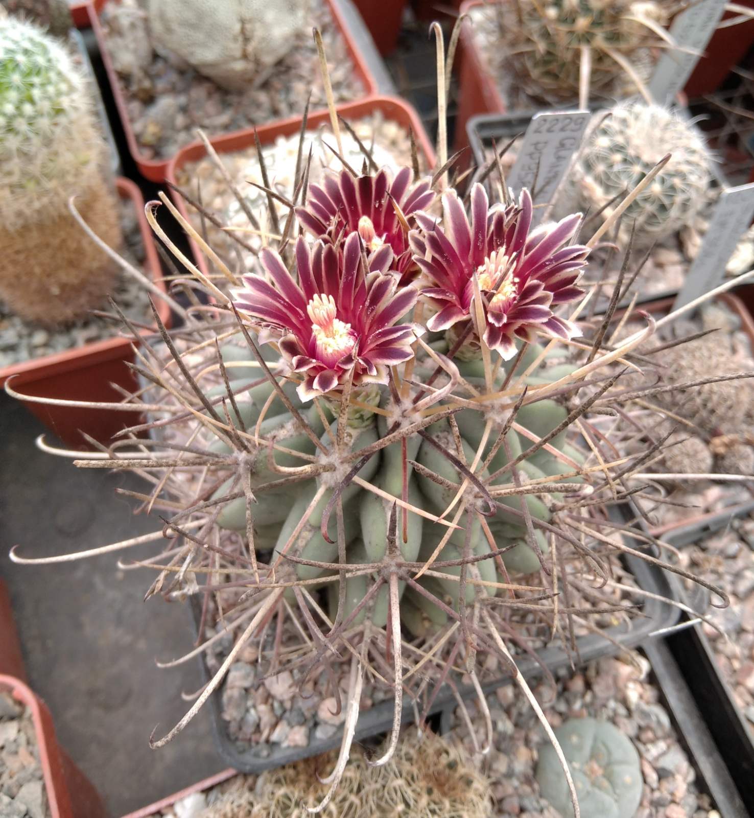 Glandulicactus uncinatus PP958 -El Nunez, SLP- cube-9cm- багаторічна колекційна рослина-