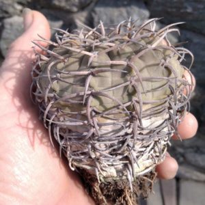 Gymnocalycium asterium (riojense v. paucispinum)-  25+ років-