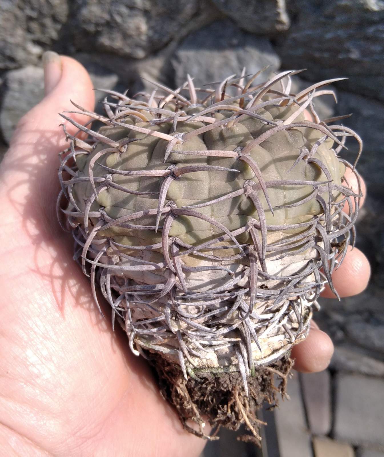 Gymnocalycium asterium (riojense v. paucispinum)-  25+ років-