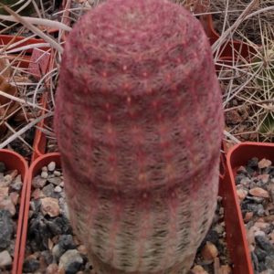 Echinocereus rigidisimus v. rubrispinus L066 -cube-7cm- колекційна рослина 10+років -
