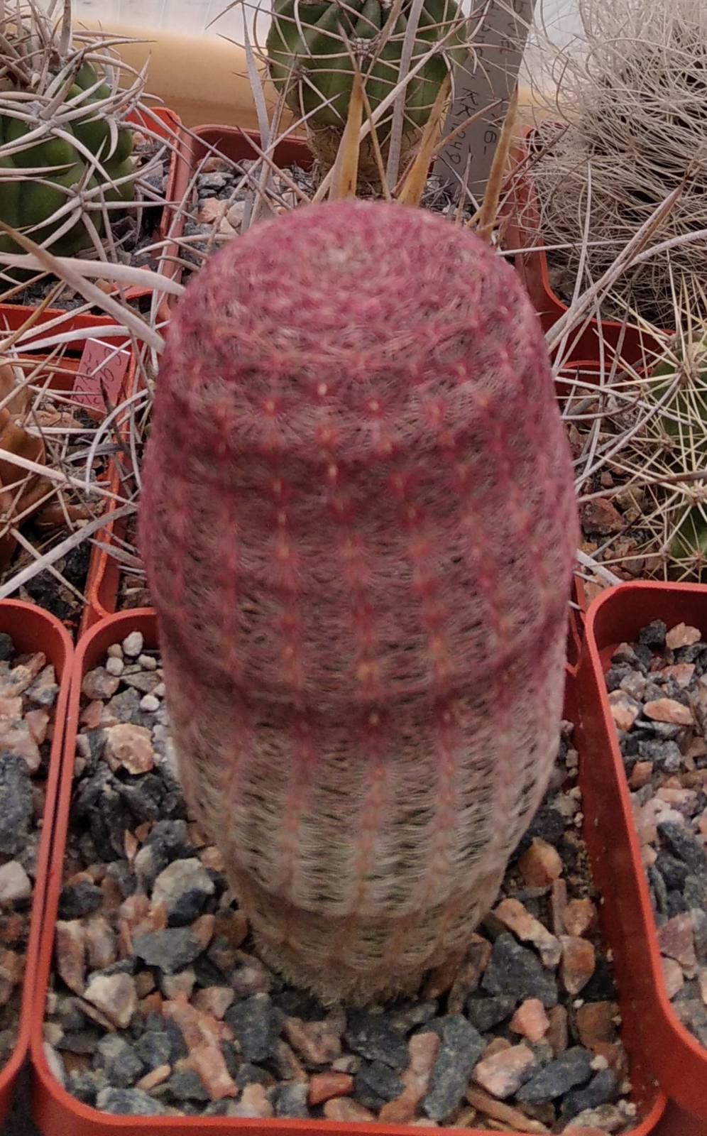 Echinocereus rigidisimus v. rubrispinus L066 -cube-7cm- колекційна рослина 10+років -