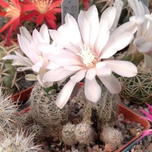 Gymnocalycium bruchii v. niveum FO25-80 -прод. пагони-