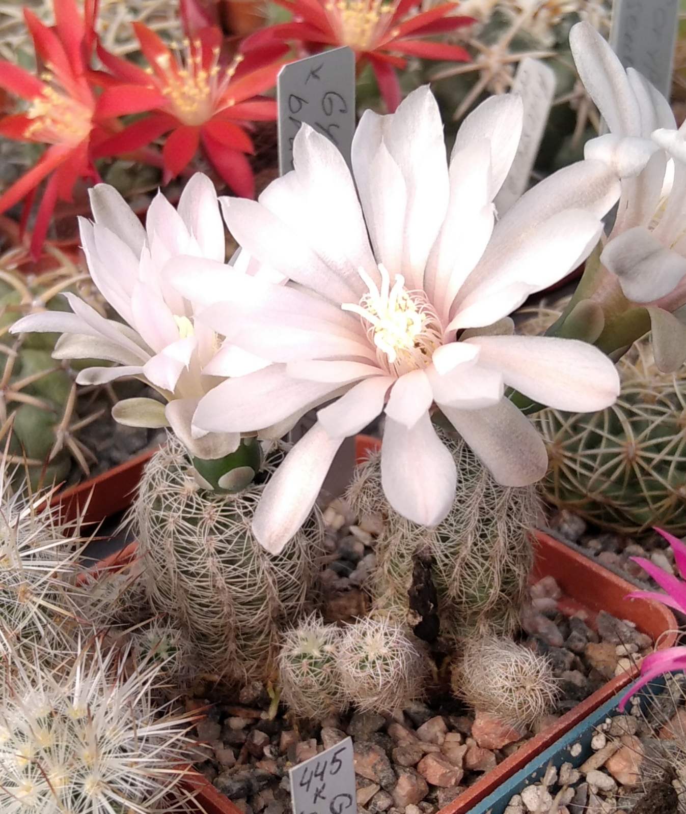 Gymnocalycium bruchii v. niveum FO25-80 -прод. пагони-