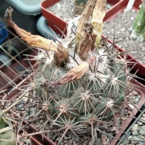 Сoryphantha  cornifera -cube-8cm-