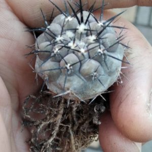 Copiapoa cocuimbana SS421 -біля 3см- similar to C. cinerea-