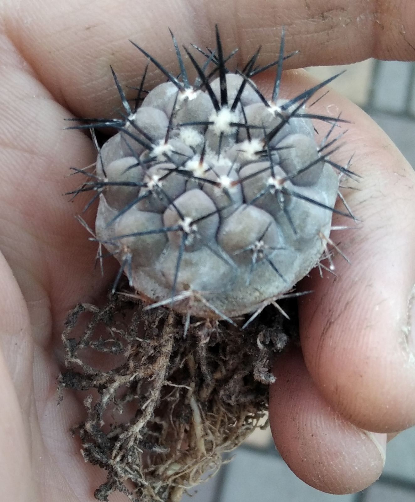 Copiapoa cocuimbana SS421 -біля 3см- similar to C. cinerea-