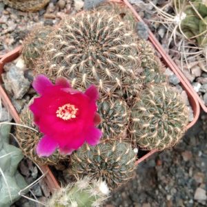 Sulcorebutia klizensis P611-Tarata, Coch.-крупні пагони-