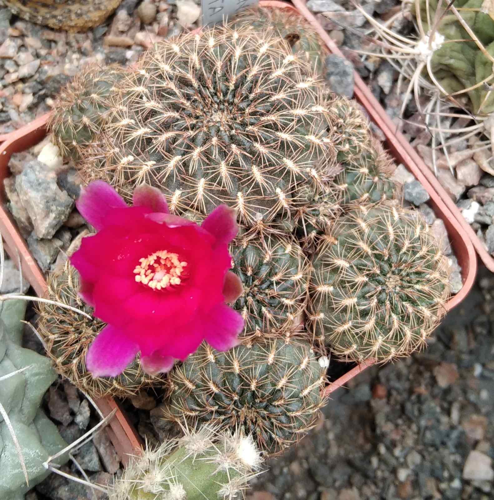 Sulcorebutia klizensis P611-Tarata, Coch.-крупні пагони-
