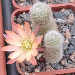 Aylostera heliosa cv. 'Sun Rice'- cube-5cm-