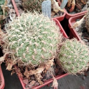 Sulcorebutia  canigueralii v. applanata WK217a -cube-7cm-