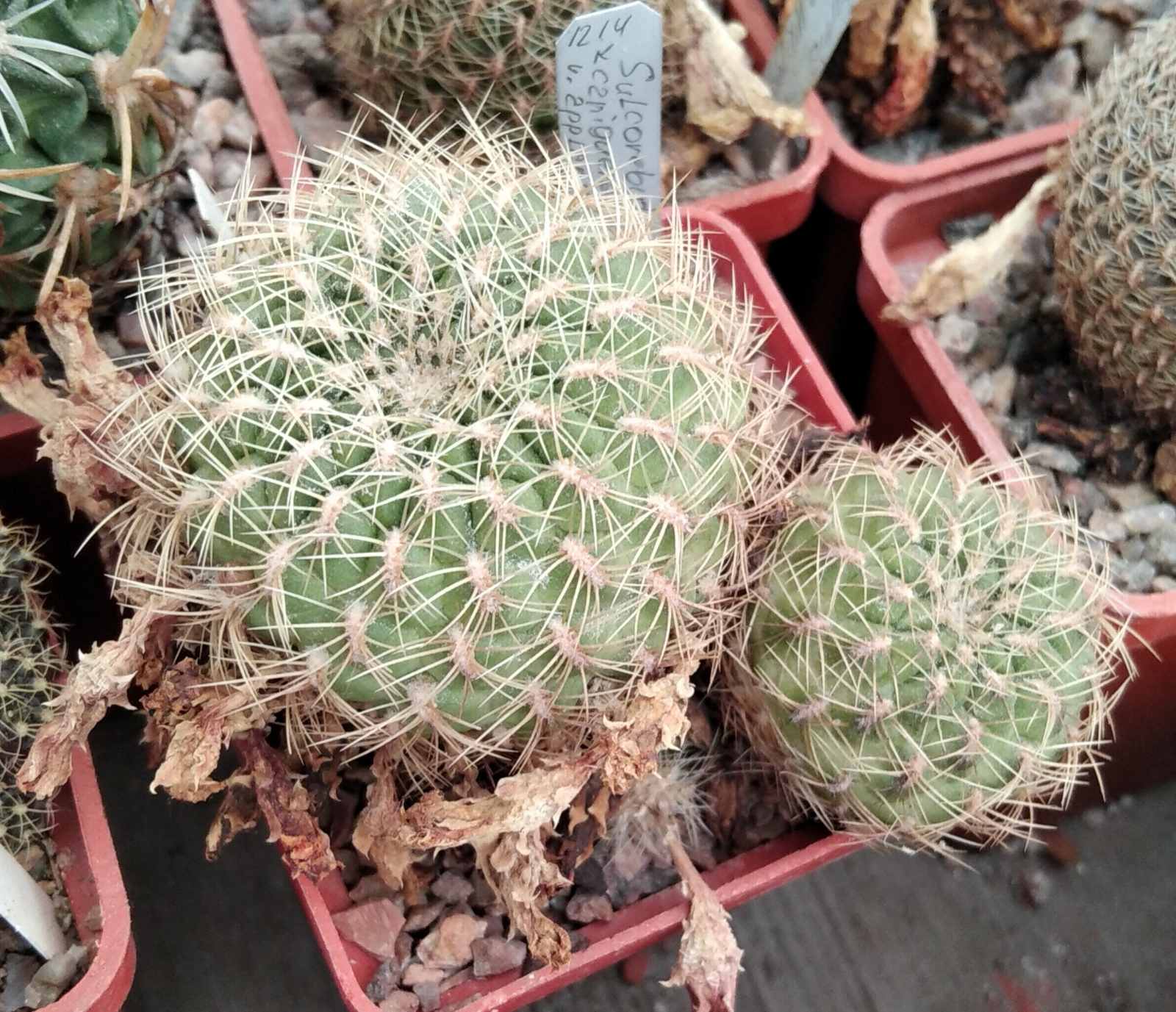 Sulcorebutia  canigueralii v. applanata WK217a -cube-7cm-