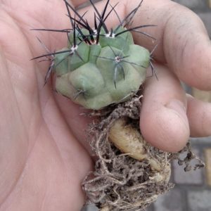 Copiapoa cocuimbana PV2428 -смарагдове стебло, смоляна колючка-