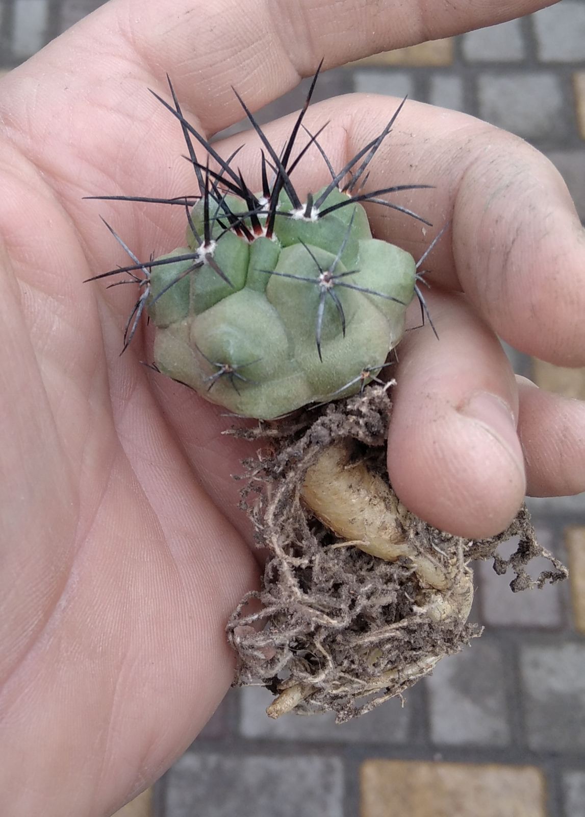 Copiapoa cocuimbana PV2428 -смарагдове стебло, смоляна колючка-