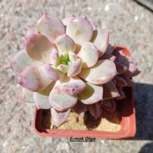 Echeveria Hang Time ( hybr Ermak Olga)
