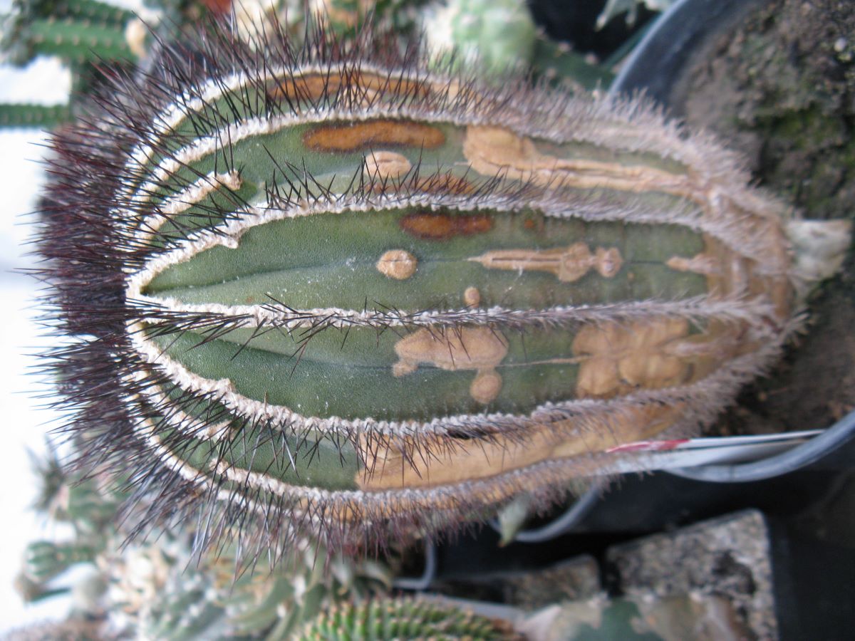 Uebelmania pseudopectinifera HU280
