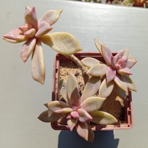 Graptopetalum Ruza