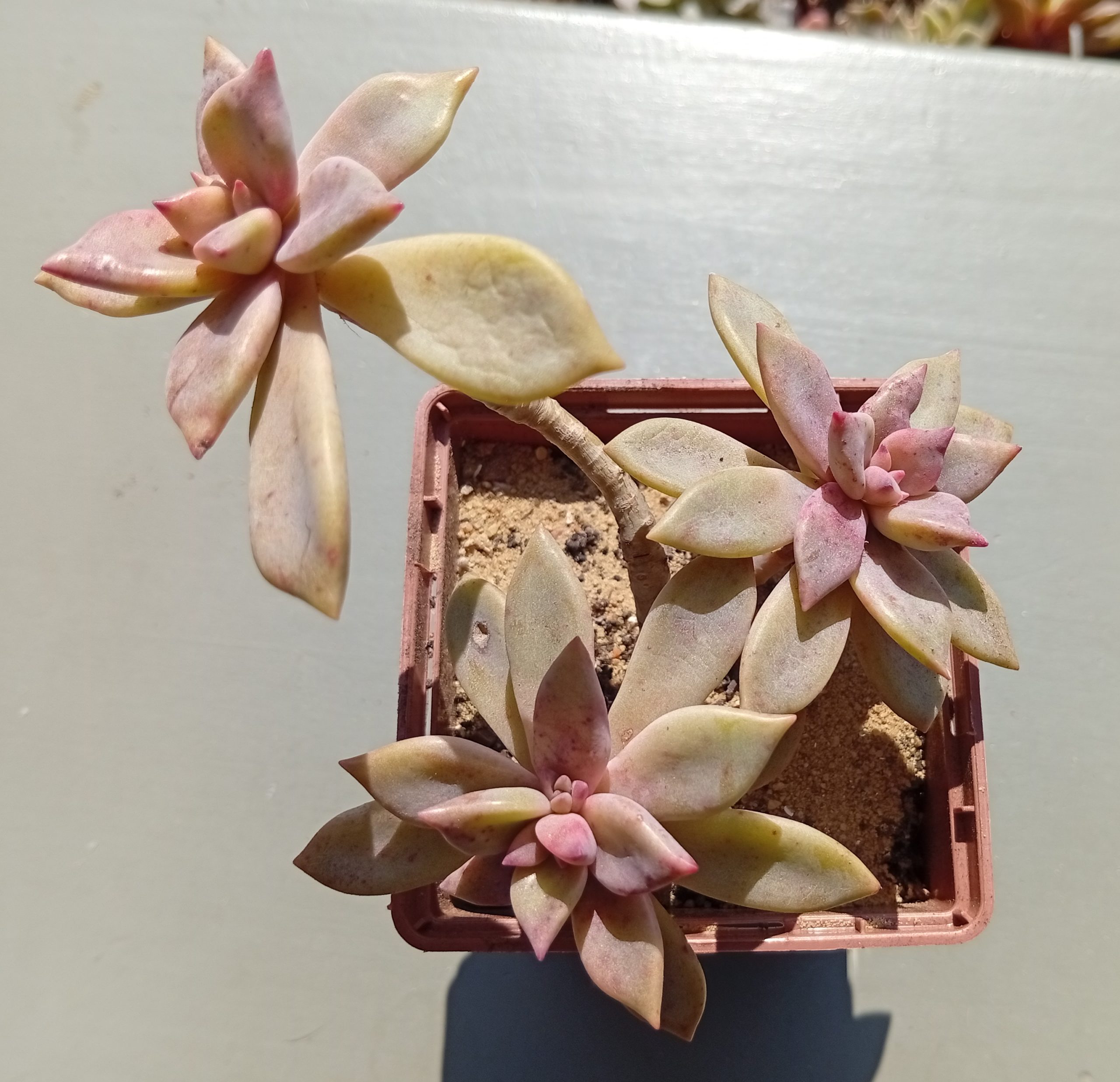 Graptopetalum Ruza