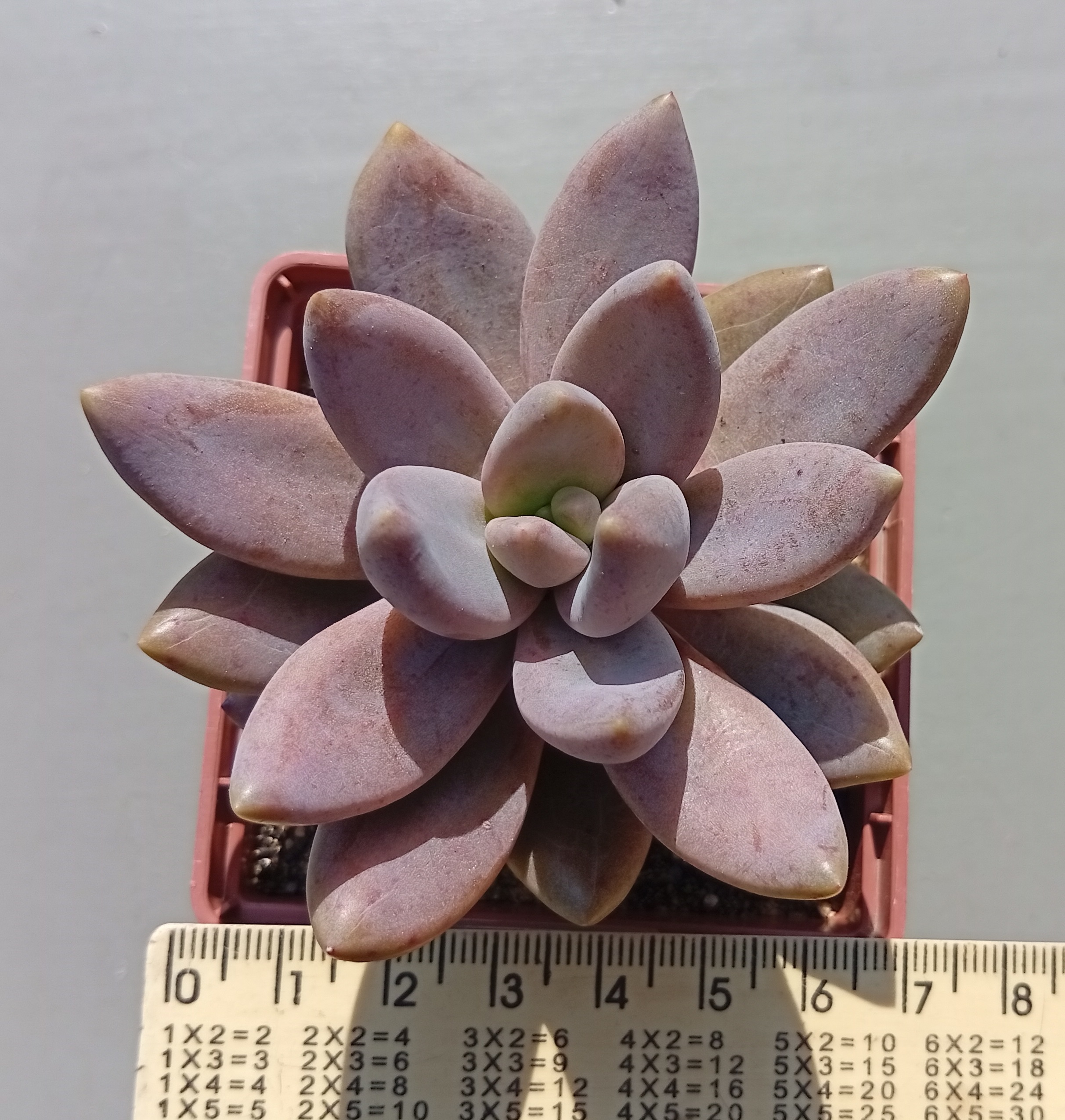 Sedeveria Blue Mist