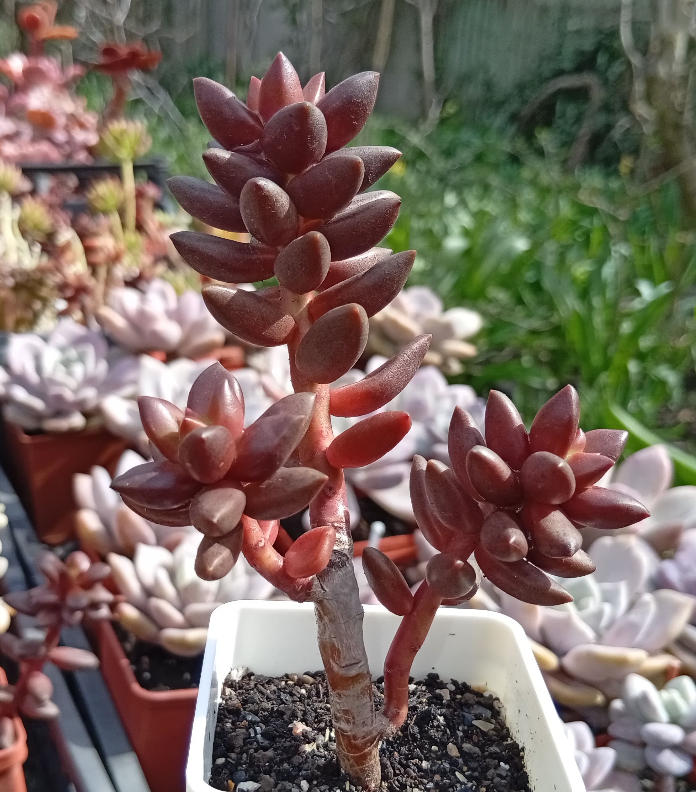 Sedeveria Jet Beads