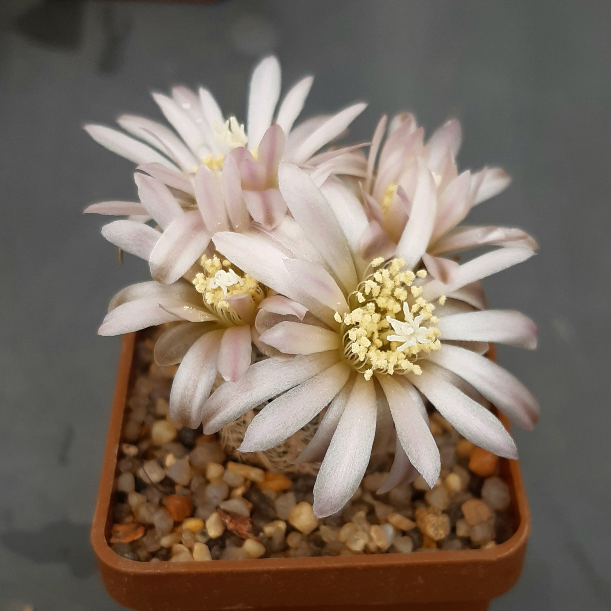 Gymnocalycium bruchii 'niveum' OF 25-80 Cordoba, Arg.