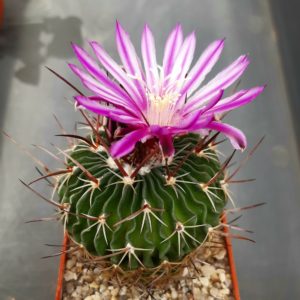 Echinofossulocactus crispatus