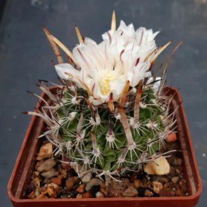 Echinofossulocactus multicostatus 'erectocentrus' SB1565 N of Tanquecillos NL
