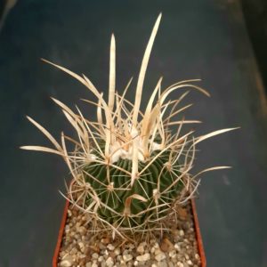 Echinofossulocactus lloydii
