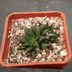 Haworthia parksiana (seedling)
