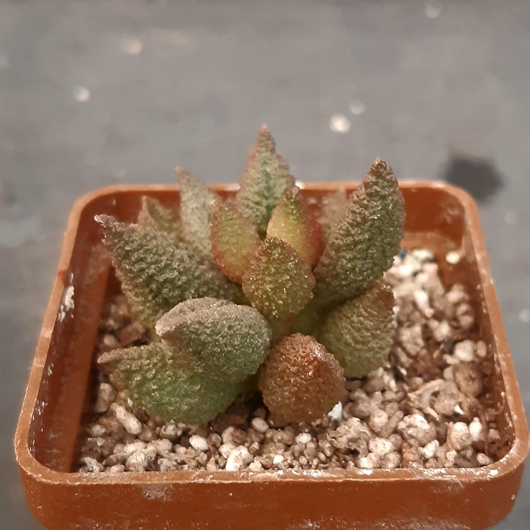 Adromischus marianiae 'herrei' hybr