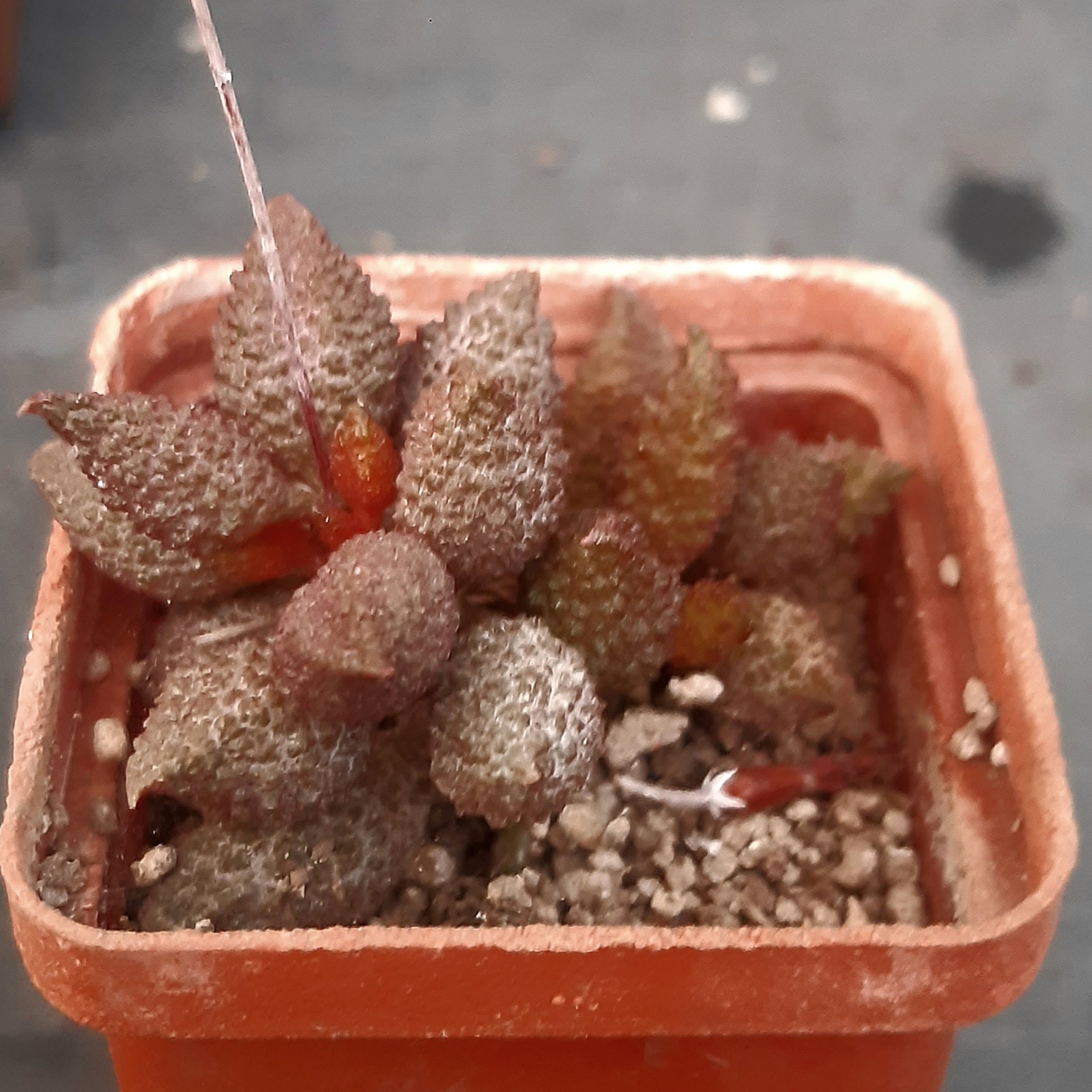 Adromischus marianiae 'herrei', Kourkammaberg  (ex Ernst Van Jaarsveld original coll.)