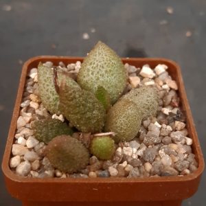 Adromischus marianiae 'herrei' Skuitberg