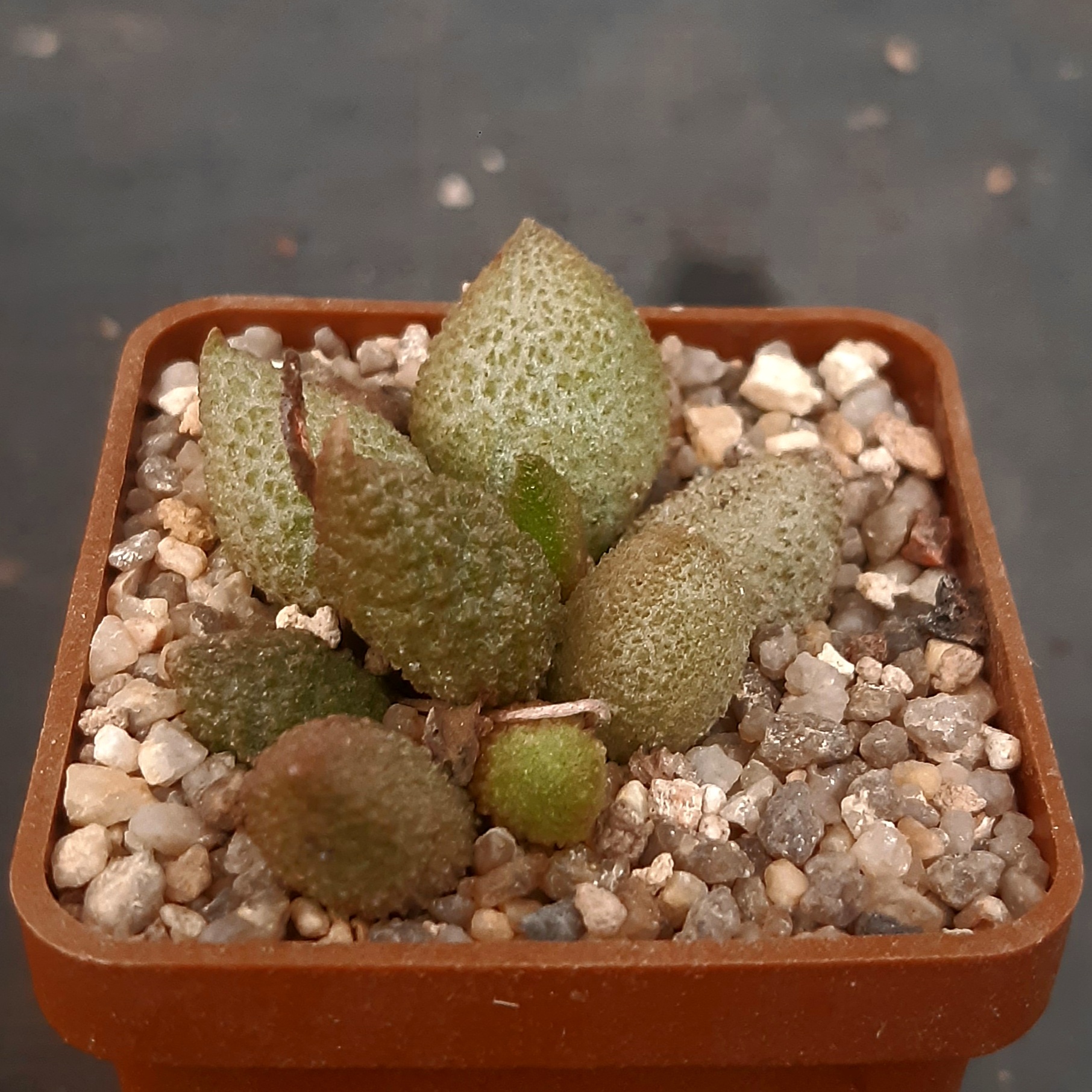 Adromischus marianiae 'herrei' Skuitberg