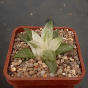 Haworthia cv.'Ice Sugar' white variegata
