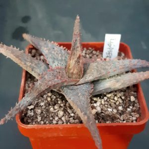 Aloe cv.'Raspberry Ruffles'