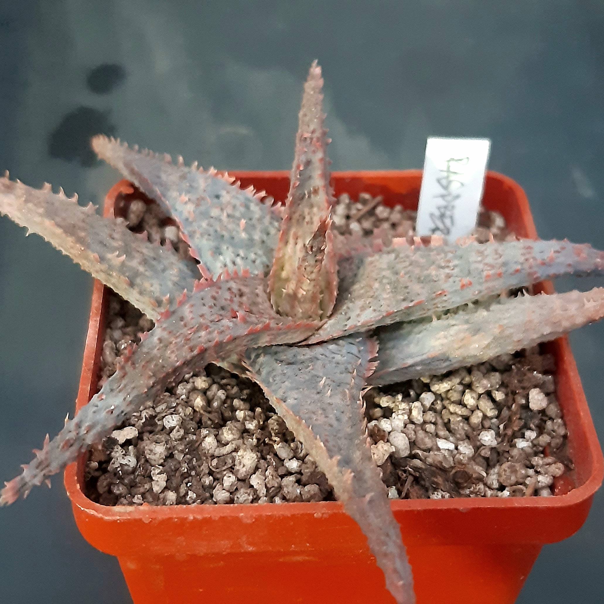 Aloe cv.'Raspberry Ruffles'