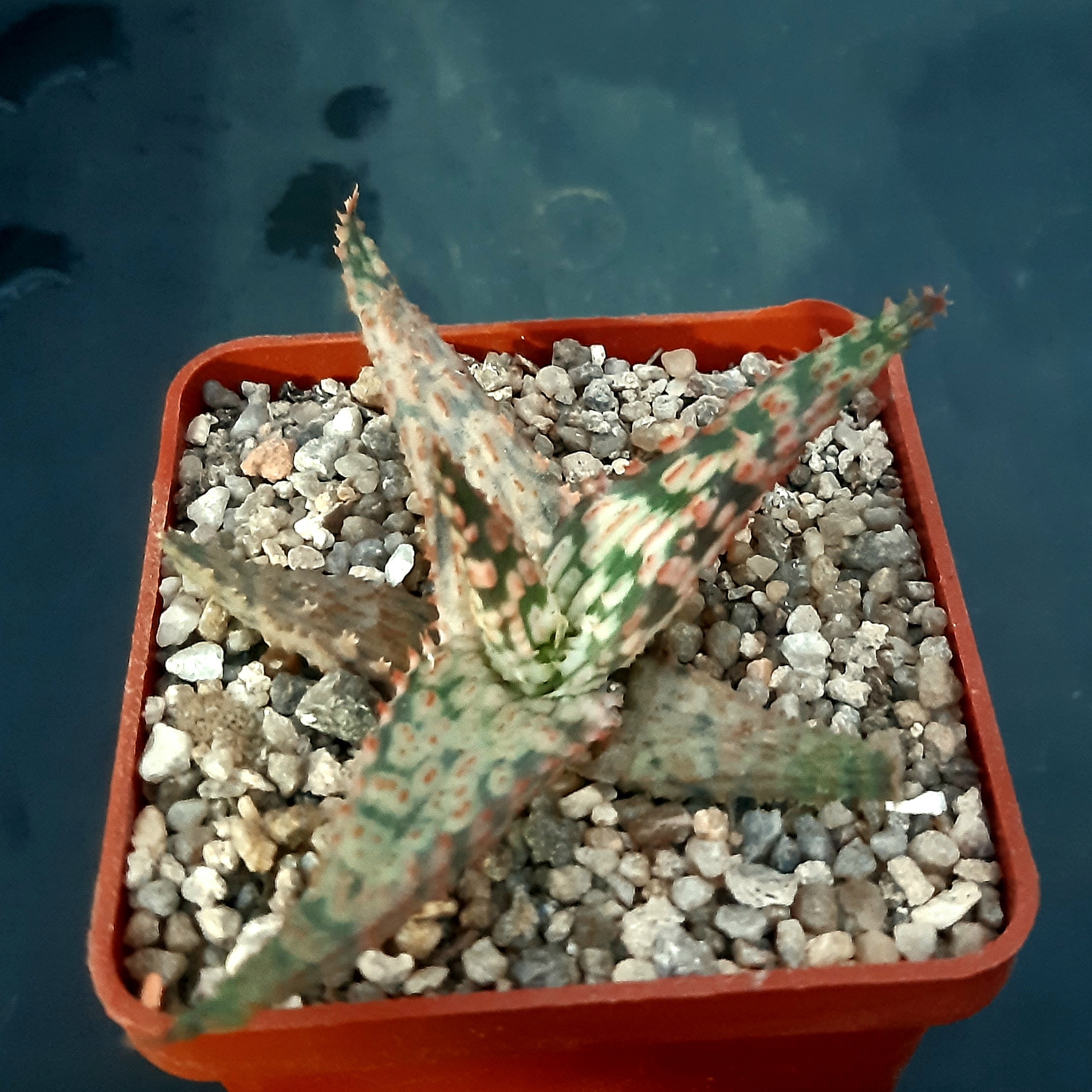 Aloe cv.'Sunrise'