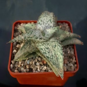 Aloe #112