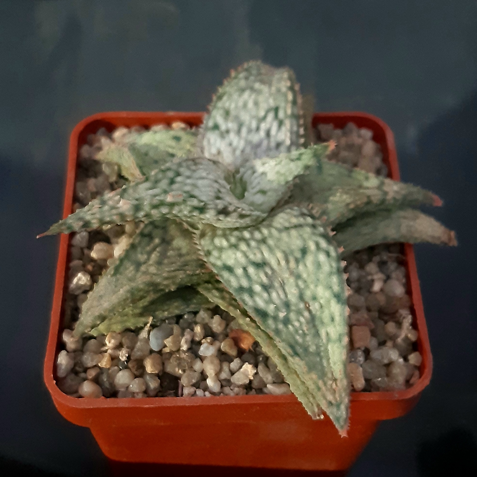 Aloe #112