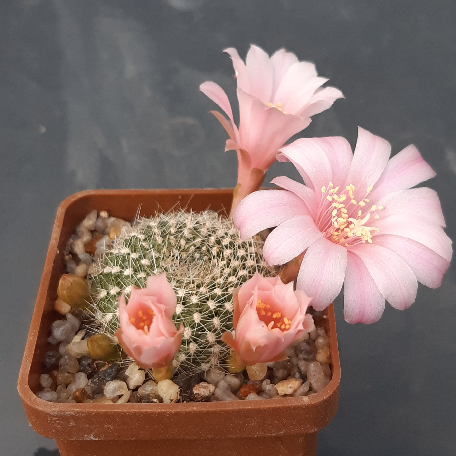 Rebutia krainziana (pink flow)