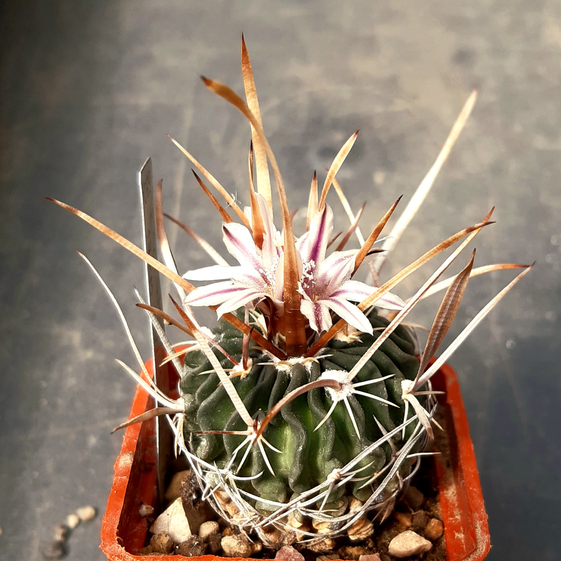 Echinofossulocactus aff grandicornis NAGL87.041A  17km NW SLP City (Haage)
