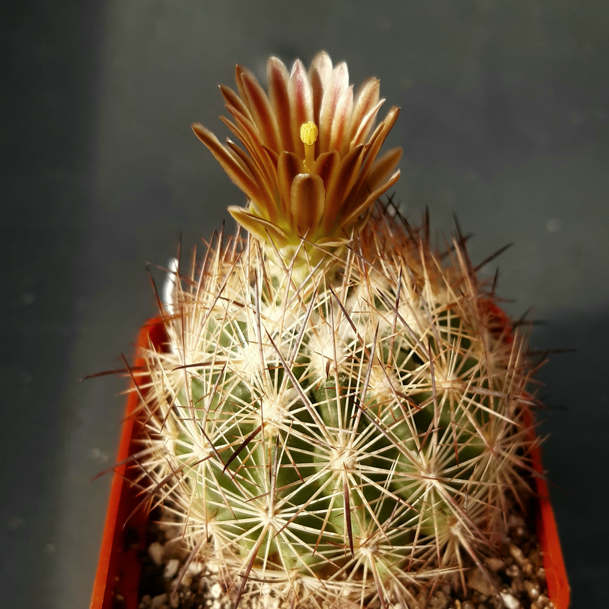 Echinomastus durangensis 'mapimensis'
