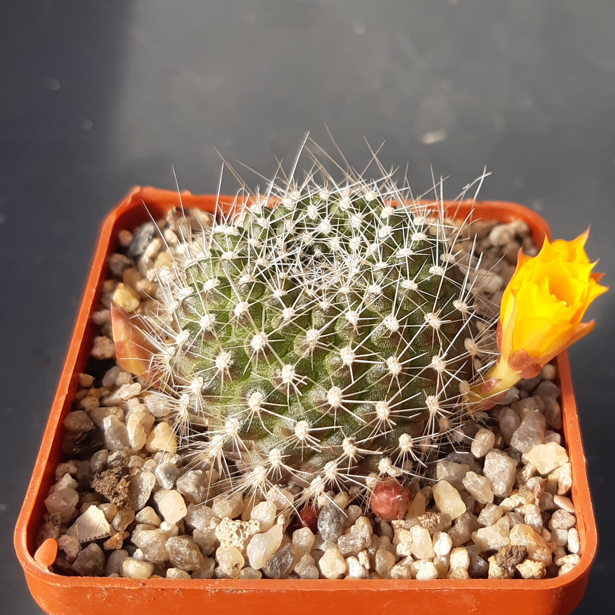 Rebutia krainziana (yellow flow)