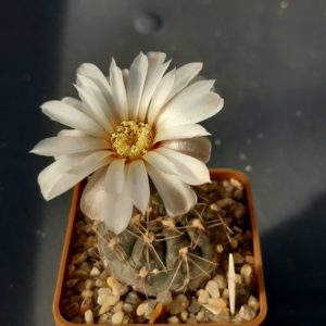 Gymnocalycium taningaense P212