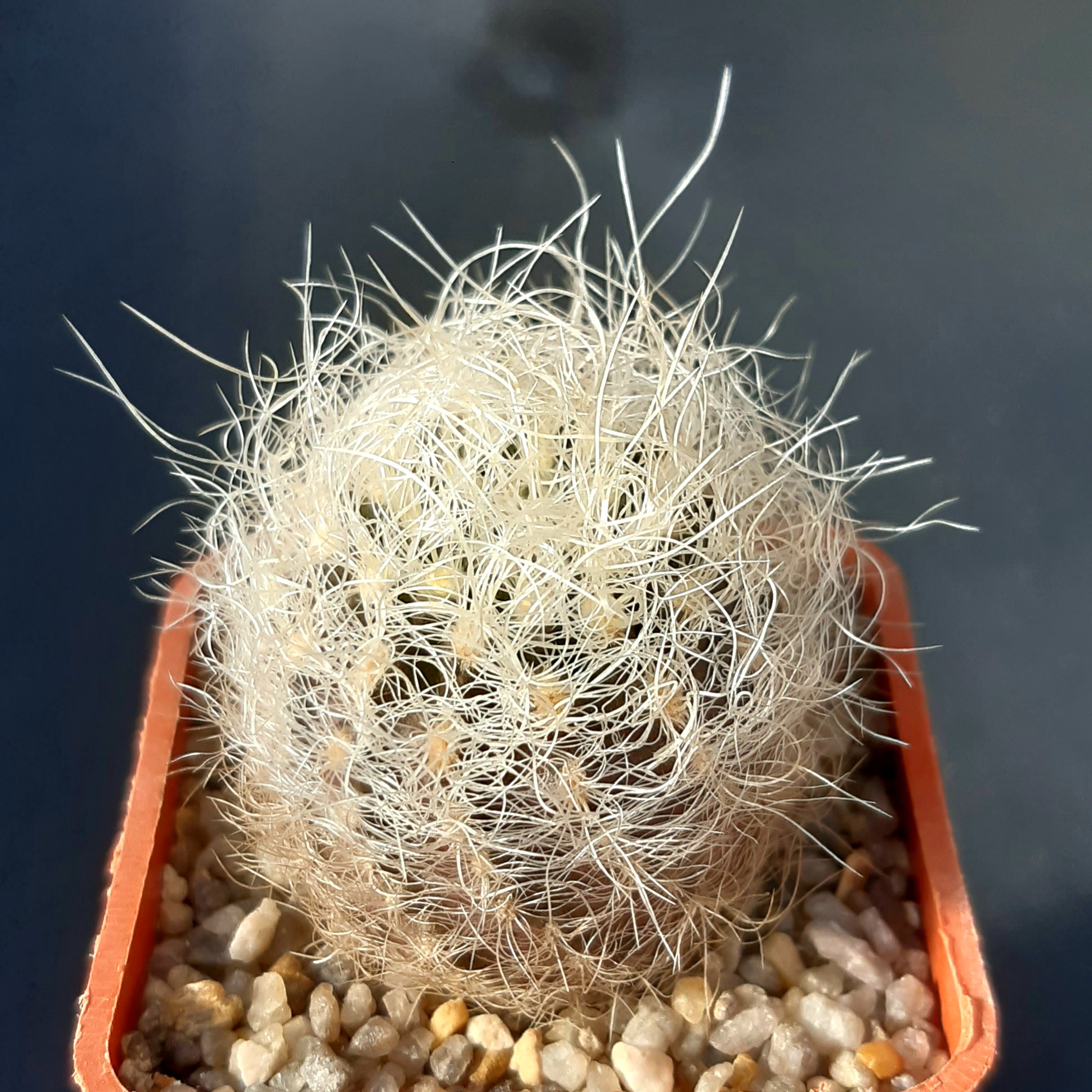 Neoporteria gerocephala