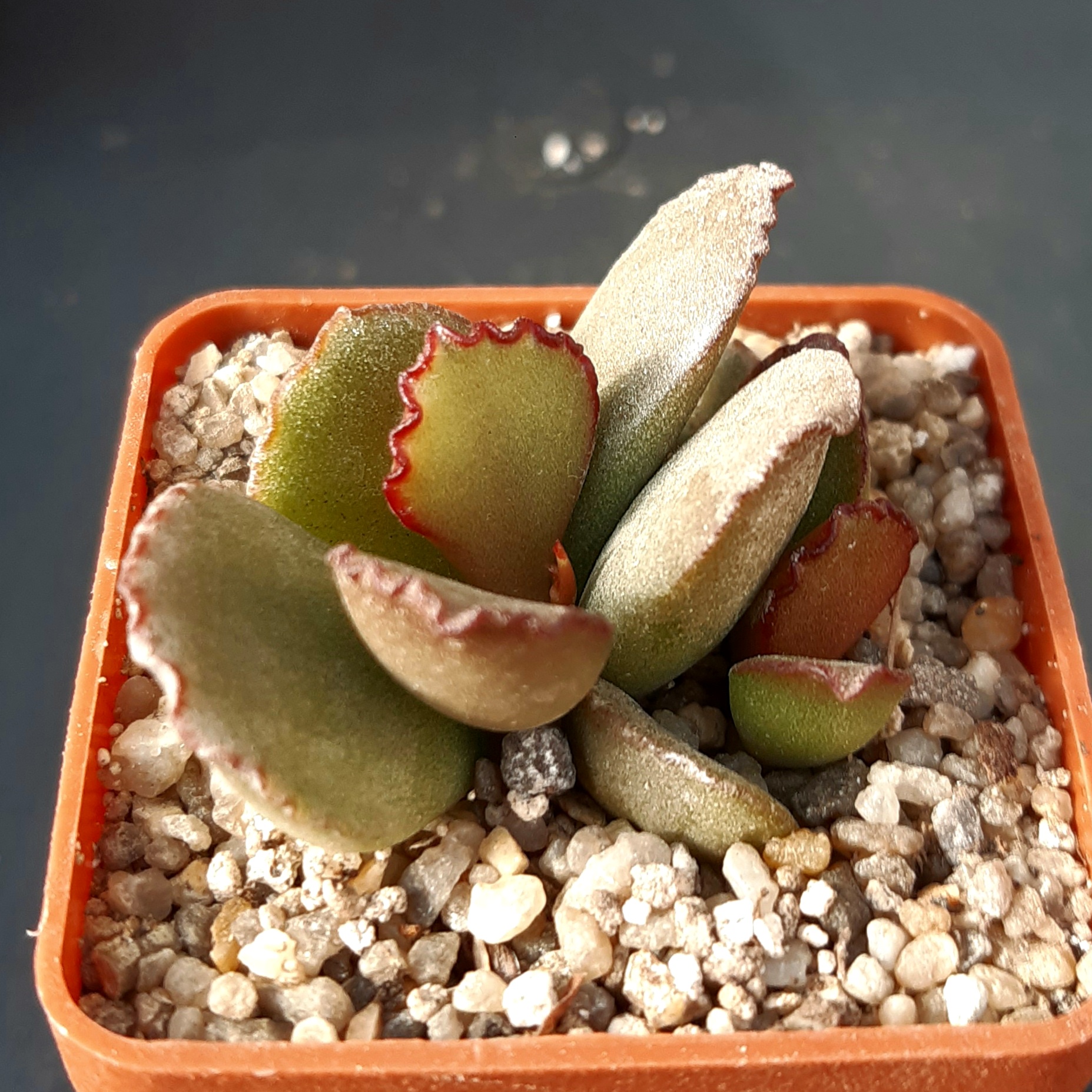 Adromischus marianiae 'blosianus', Holgat River