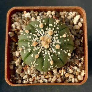 Astrophytum asterias