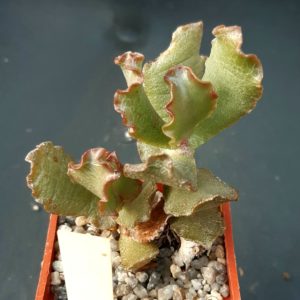 Adromischus sphenophyllus 'undulatus' Pluto's Vale ISI 97-49