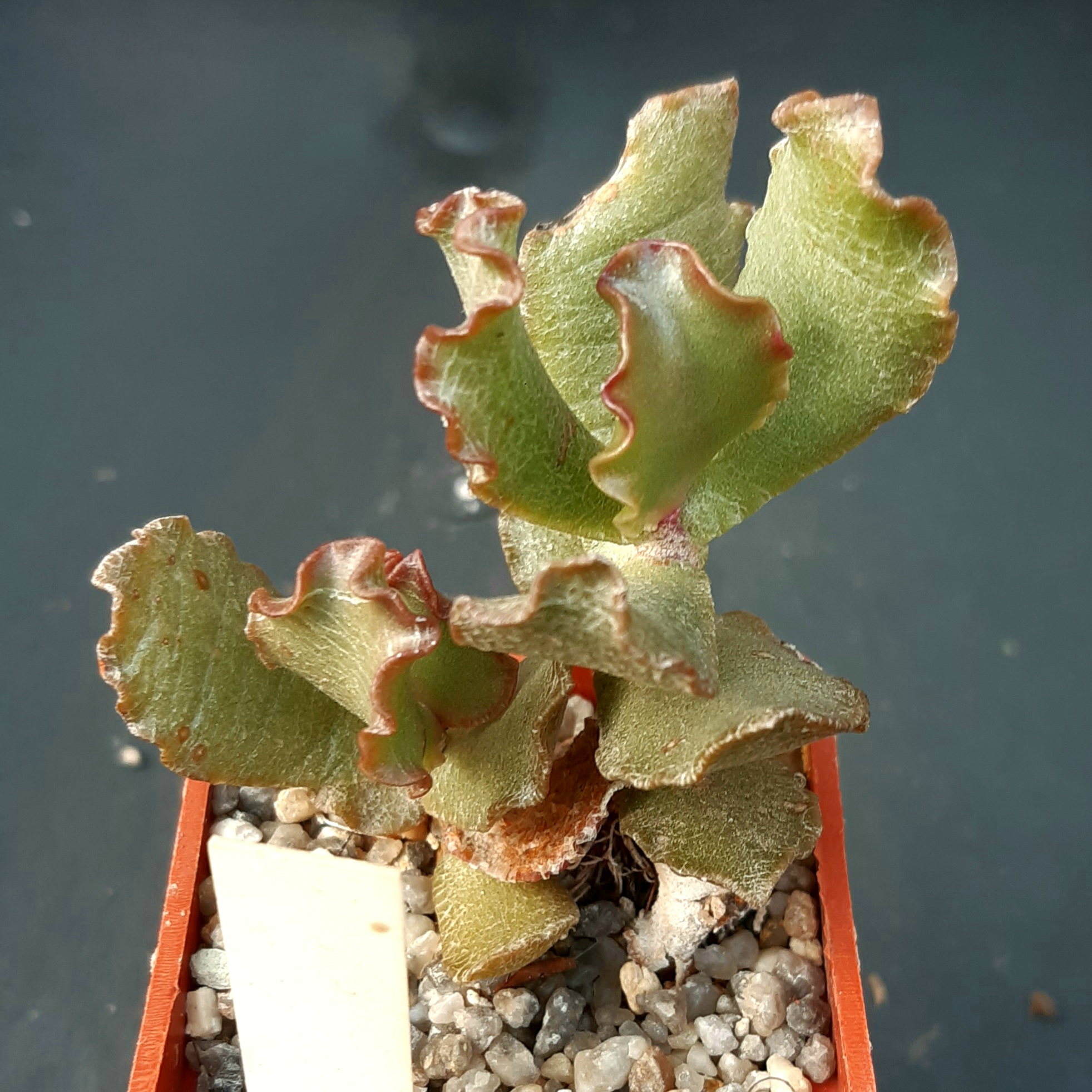 Adromischus sphenophyllus 'undulatus' Pluto's Vale ISI 97-49