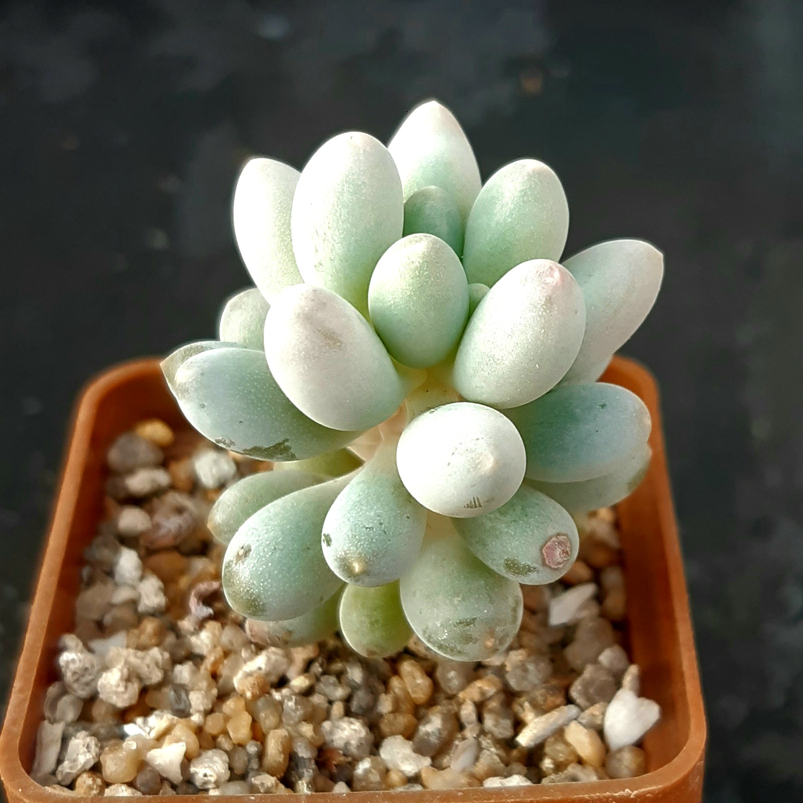 Pachyphythum machucae ('Baby Fingers')