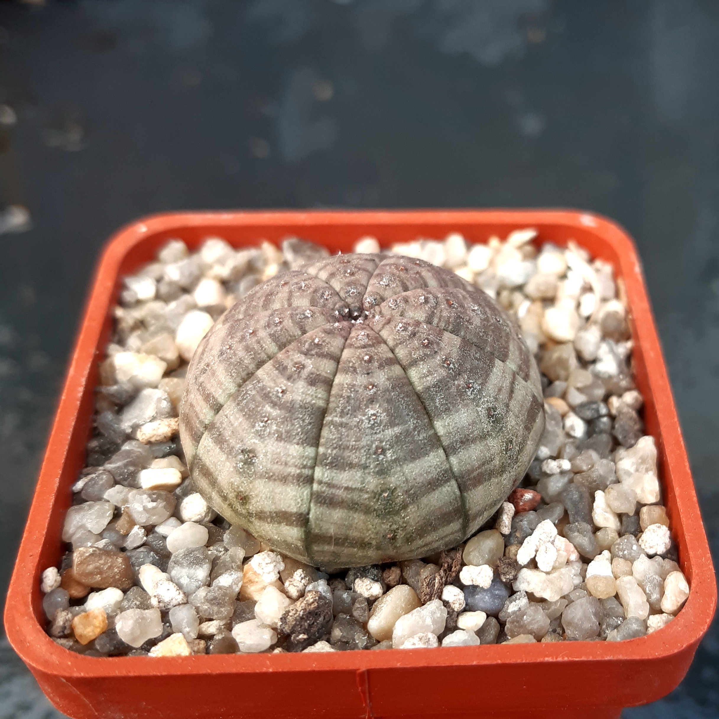 Euphorbia symmetrica